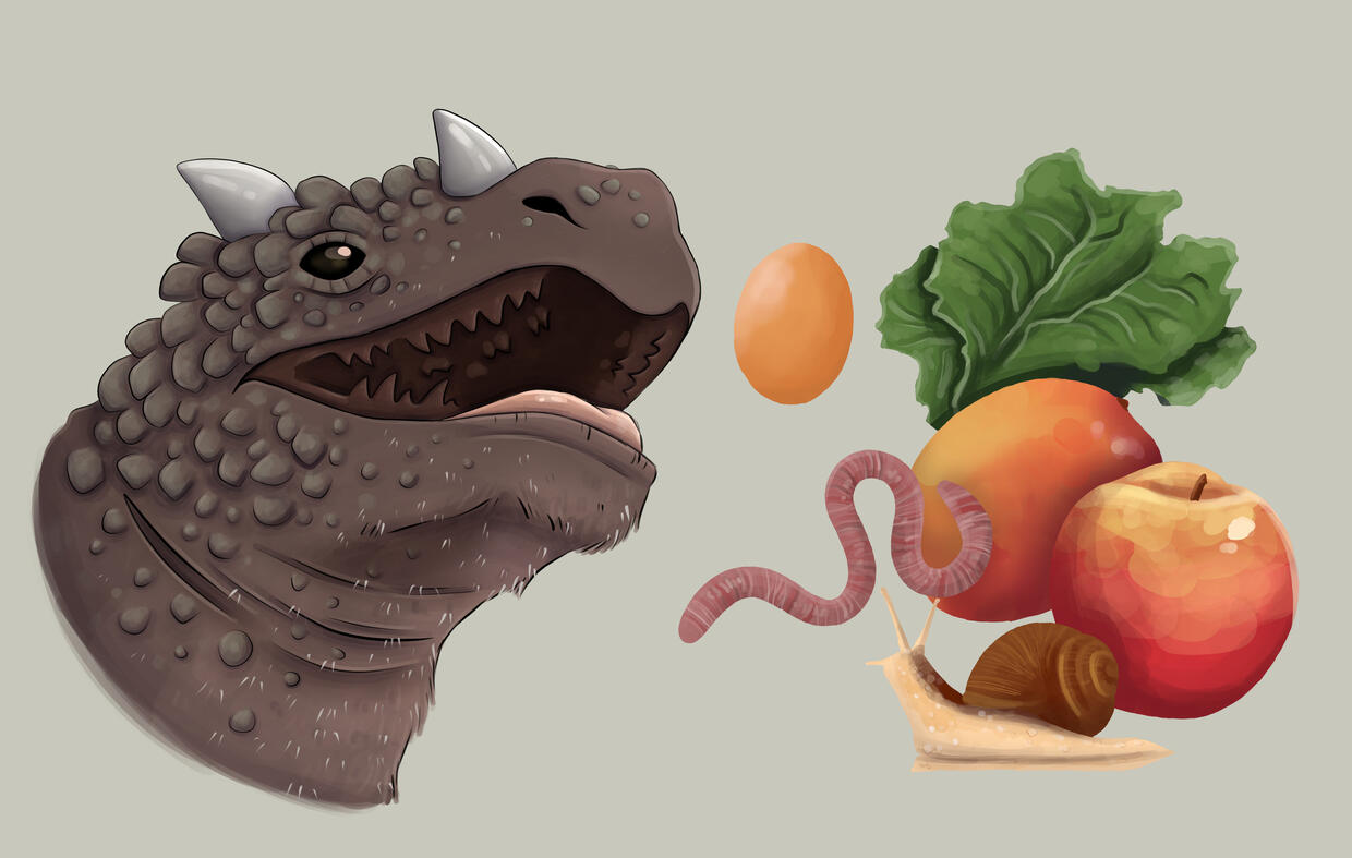 Armagator Diet Software Used: Procreate